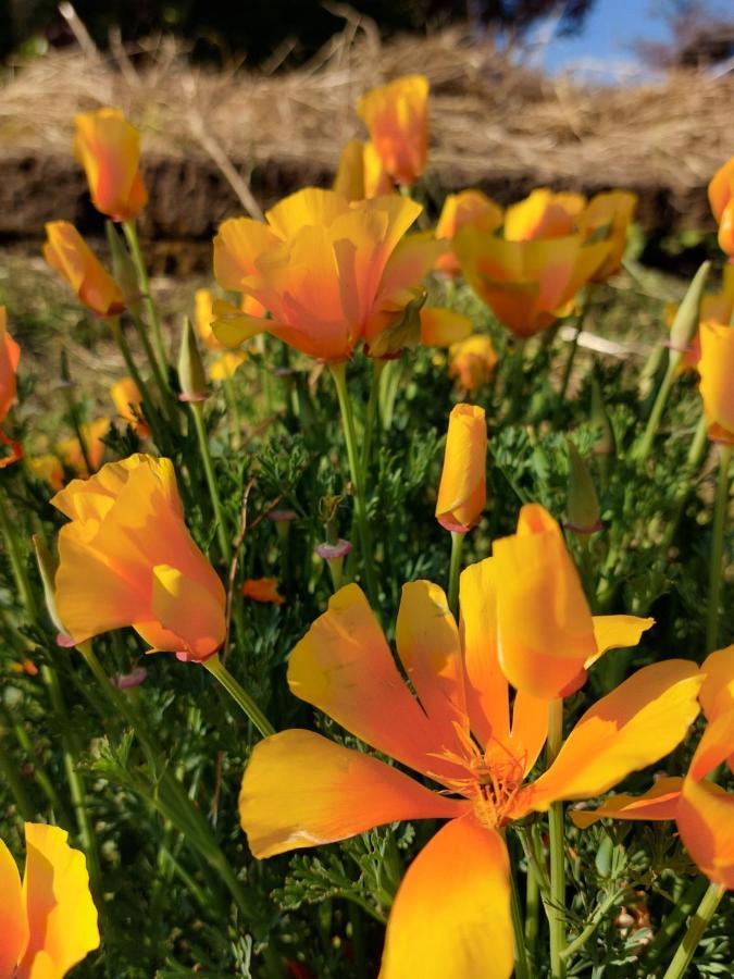 La Collina Delle Acacie Panzió Grumolo Pedemonte Kültér fotó