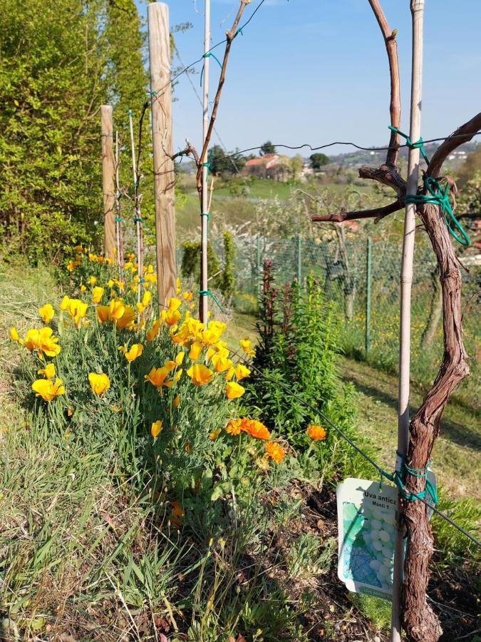 La Collina Delle Acacie Panzió Grumolo Pedemonte Kültér fotó